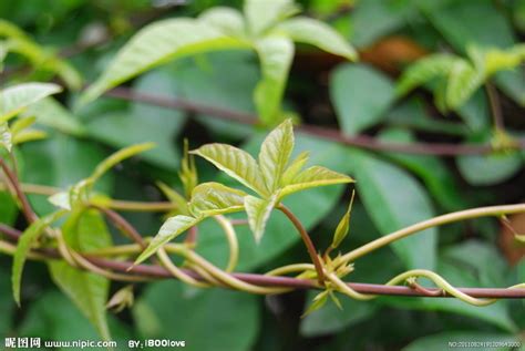 藤蔓植物種類|藤本植物